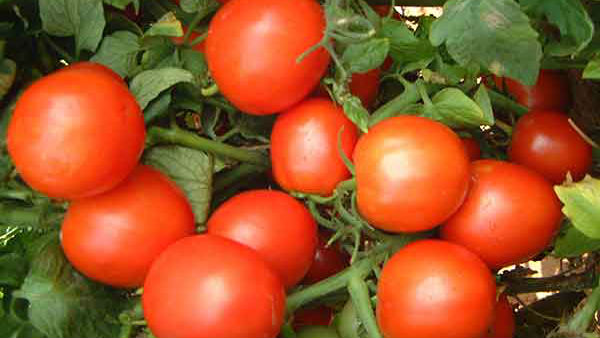 ಟೊಮ್ಯಾಟೋ ಕೆಜಿಗೆ 40-60 ರೂ. 