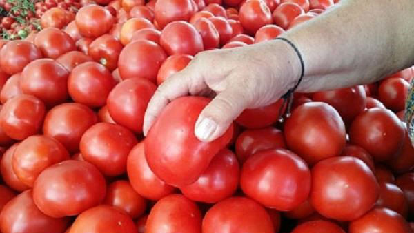 ಭಾರಿ ದುಬಾರಿಯಾಗಲಿದೆ ಟೊಮ್ಯಾಟೋ