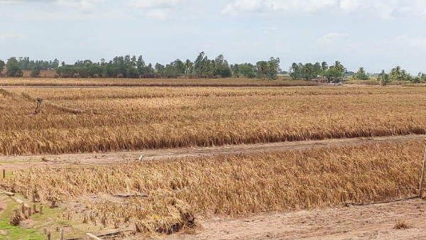 ಬೆಳೆಗಳಿಗೆ ಪರಿಹಾರ