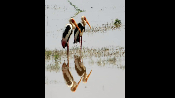  ಕೆರೆಯಂಗಳಕ್ಕೆ ಜಮಾಯಿಸುತ್ತಿರುವ ನಮನಮೂನೆ ಹಕ್ಕಿಗಳು