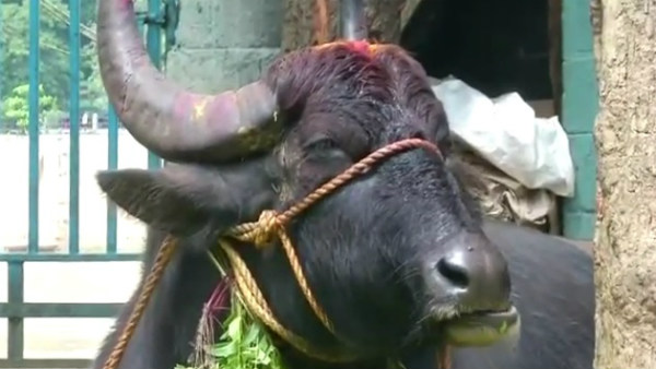 Fight For Buffalo Finally Ended With The Intervention Of Swamiji Fight For Buffalo Finally Ended With The Intervention Of Swamiji