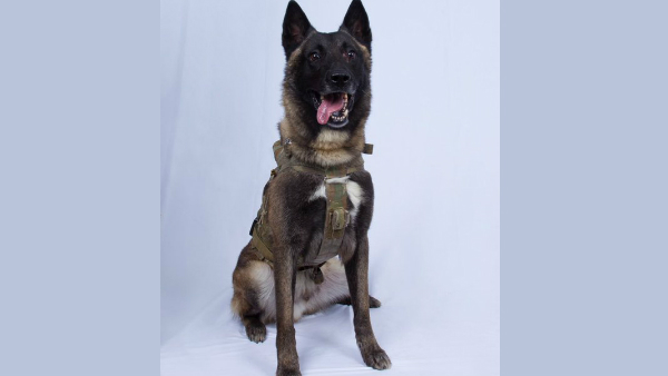 Donald Trump Praises Dog Which killed Leader of ISIS, Abu Bakr al-Baghdadi! Donald Trump Praises Dog Which killed Leader of ISIS, Abu Bakr al-Baghdadi!