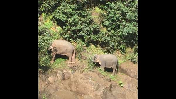 ಆನೆಗಳ ಹುಡುಕಾಟಕ್ಕೆ ಡ್ರೋನ್ ಆನೆಗಳ ಹುಡುಕಾಟಕ್ಕೆ ಡ್ರೋನ್