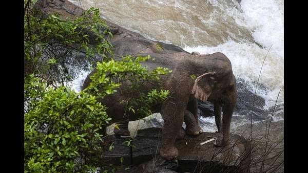 ಎರಡು ಆನೆಗಳ ರಕ್ಷಣೆಗೆ ಪ್ರಯತ್ನ ಎರಡು ಆನೆಗಳ ರಕ್ಷಣೆಗೆ ಪ್ರಯತ್ನ