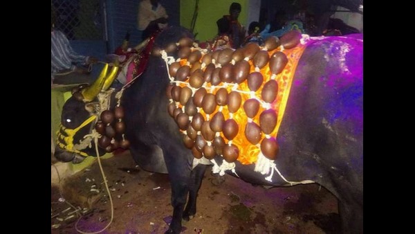  ಹೋರಿಗಳಿಗೆ ಕೊಬ್ಬರಿ ಸರ 