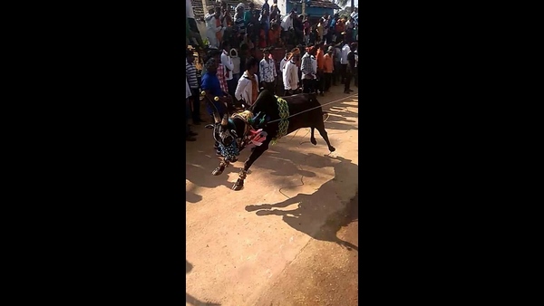  ಬಯಲು ಸೀಮೆಯ ಪ್ರಸಿದ್ಧ ಕ್ರೀಡೆ