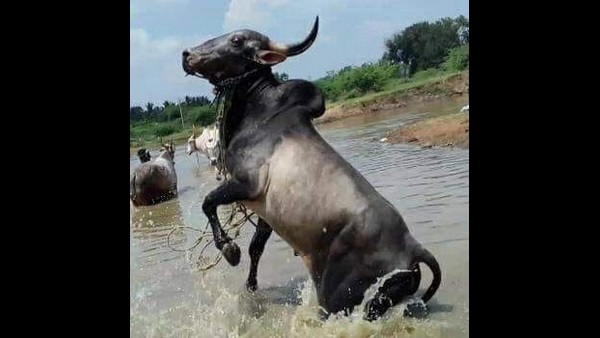  ಹೋರಿ ಹಬ್ಬಕ್ಕೆ ಕಾನೂನಿನ ತೊಡಕು