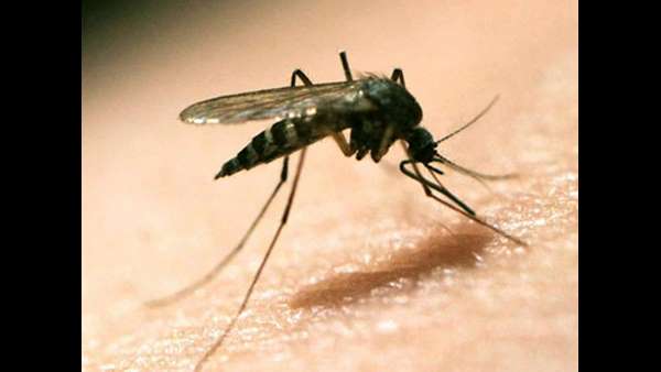 ನೀರು ನಿಲ್ಲುವ ಜಾಗದಲ್ಲಿ ಸೊಳ್ಳೆ ಉತ್ಪತ್ತಿ