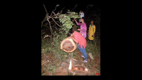 ರಾತ್ರಿಯೇ ಮರಕೆಡವಲು ಕಾರಣ?