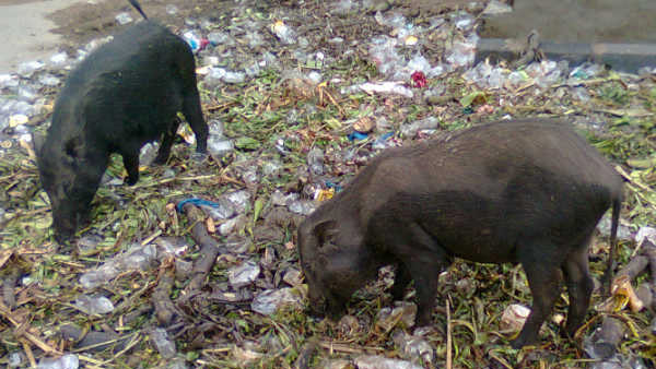 ಹಂದಿಗಳ ಬೆಲೆಯನ್ನು ನಿಗದಿ ಪಡಿಸಲು ಸಮಿತಿ 