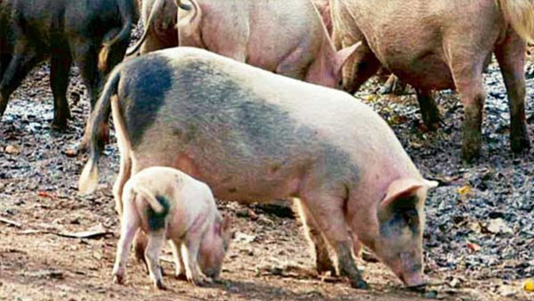 ಆಯುಕ್ತರ ಪರ ವಾದಿಸಿದ ಸಂಜಯ್ ನೂಲಿ 