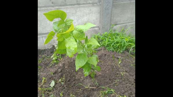 ಒಂದು ಕೋಟಿ ಗಿಡದ ಗುರಿ