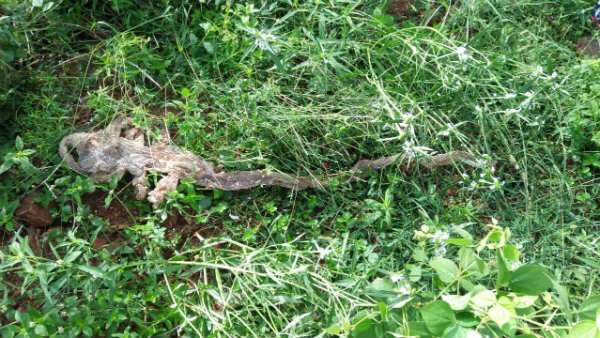  ಹುನ್ನಾರವಿದೆ ಎಂದ ಸುರೇಶ್