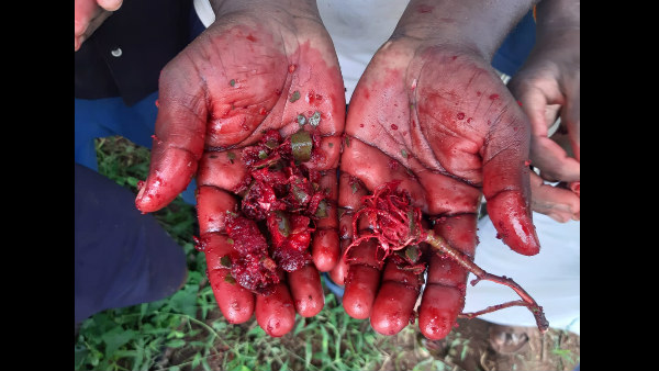  ಹುಣಸೆ ಹಣ್ಣು ಕೆಂಪಾಗಿದ್ದೇಕೆ?