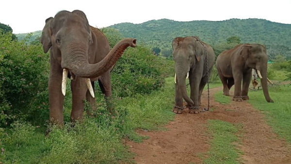 Operation Started By Forest Department To Capture tiger