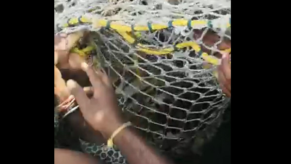 Chamarajanagar: Man Eater Tiger Captivated By Forest Department