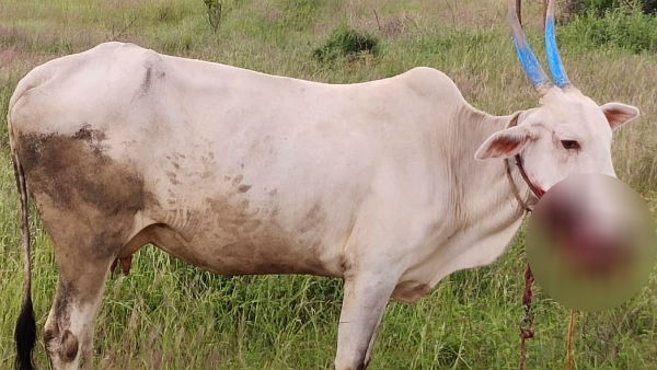Cow Ate Bomb Which Was Kept To Hunt Animal In Kanakapur
