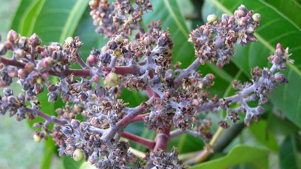 Various Disease For Mango Crop And Measures 