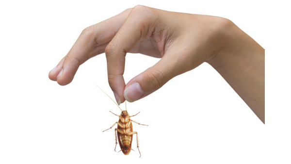 ಮಿದುಳಿನೊಳಗೆ ಹುಳದ ಮೊಟ್ಟೆ