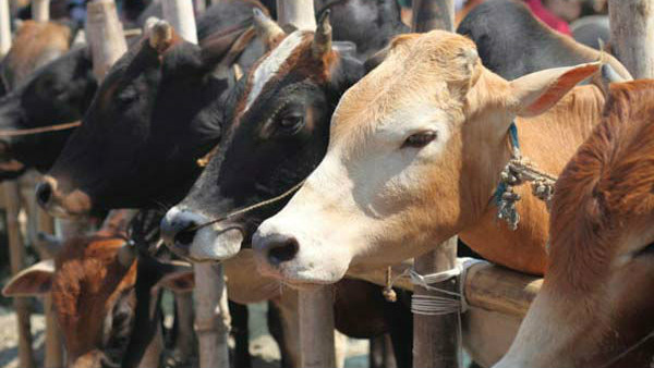 ಗಿರ್ ಜಾತಿಯ ದನಗಳ ಮೂತ್ರದಲ್ಲಿ ಚಿನ್ನವಿದೆ 