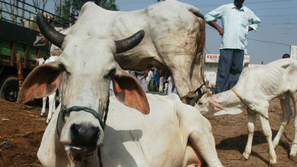 400 ಹಸುಗಳನ್ನು ಪರೀಕ್ಷೆಗೆ ಒಳಪಡಿಸಲಾಗಿತ್ತು 