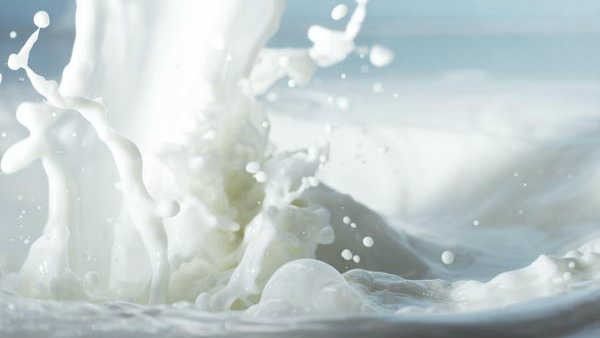 ದೇಸಿ ಹಸುವಿನ ಹಾಲಿನಲ್ಲಿ ಚಿನ್ನ