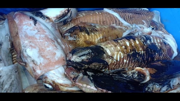  ಏನಿದು ‘ಚೌರಿ’ ಮೀನುಗಾರಿಕೆ?