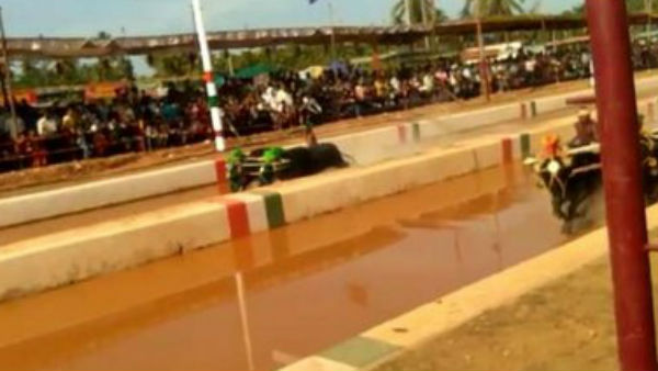  ಕೋಣಗಳ ಮಾಲೀಕರಿಗೆ ಮಾಹಿತಿ ಕೊರತೆ