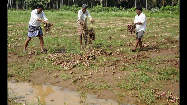 ಕಳಪೆ ಗುಣಮಟ್ಟದ ಈರುಳ್ಳಿ ಪೂರೈಕೆ