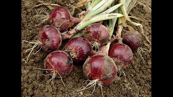 ಮುಂದೆಯೂ ಕೊರತೆ ನಿಶ್ಚಿತ