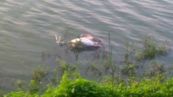 ತಿಂಗಳ ಅಂತರದಲ್ಲಿ ನಾಲ್ಕು ಪಕ್ಷಿಗಳ ಸಾವು ತಿಂಗಳ ಅಂತರದಲ್ಲಿ ನಾಲ್ಕು ಪಕ್ಷಿಗಳ ಸಾವು