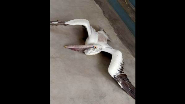 ಕೊಕ್ಕರೆ ಬೆಳ್ಳೂರಿನಲ್ಲೂ ಸಾವನ್ನಪ್ಪಿದ ಪೆಲಿಕಾನ್ ಕೊಕ್ಕರೆ ಬೆಳ್ಳೂರಿನಲ್ಲೂ ಸಾವನ್ನಪ್ಪಿದ ಪೆಲಿಕಾನ್
