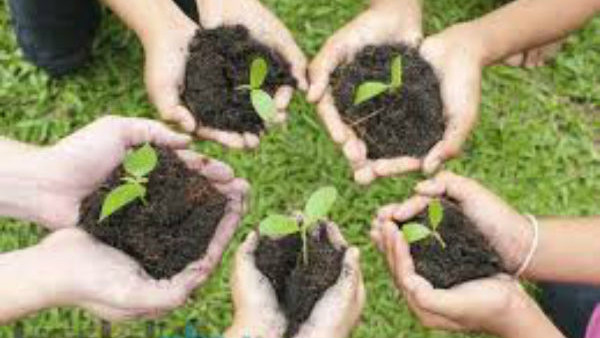 What Trees And Plants Teaches Human Beings