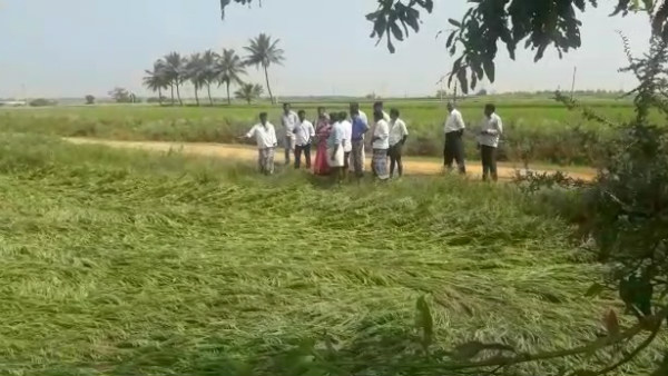 Rain Collapsed Crops In Bagalakot