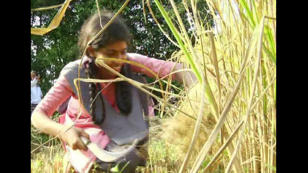  ಭತ್ತದ ಗದ್ದೆಯಲ್ಲಿ ಕೃಷಿ ಪಾಠ