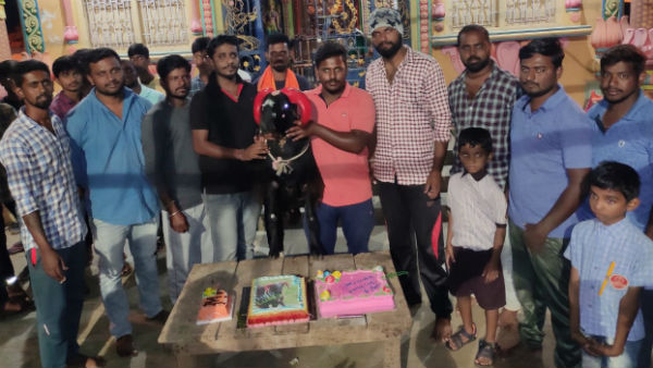 Person Grandly Celebrated Sheep Birthday In Davanagere