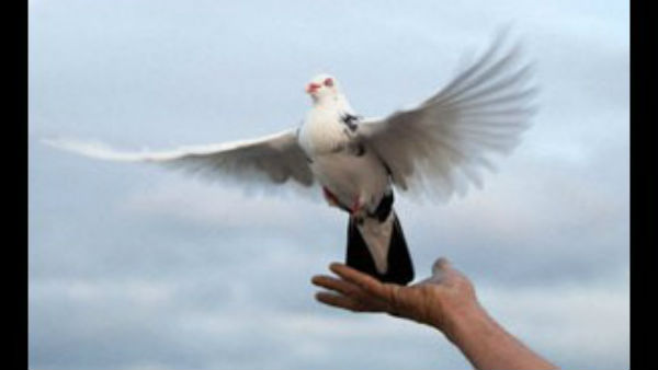 ಶಾಂತಿಯುತ ತಲೆಮಾರಿನ ಹುಟ್ಟು