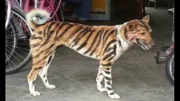  ಹುಲಿ ಎಂದು ಕಾಲ್ಕಿತ್ತಿದ ಮಂಗಗಳು