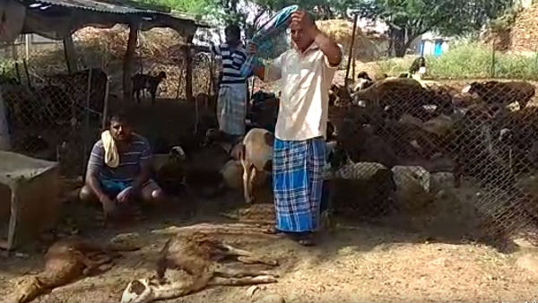 Sheep Deaths From A Strange Disease