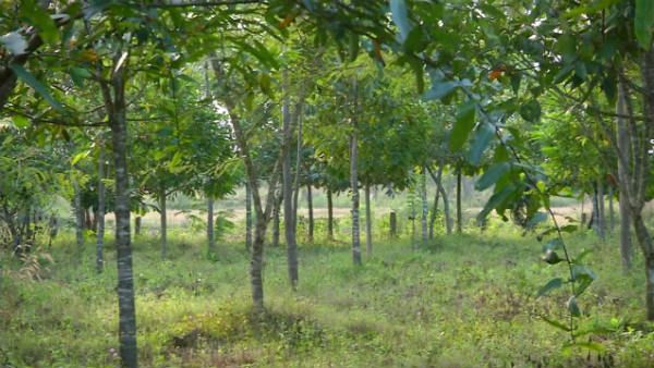  ವನಕ್ಕೆ ಯಾವ ಬೇಲಿಯೂ ಇಲ್ಲ
