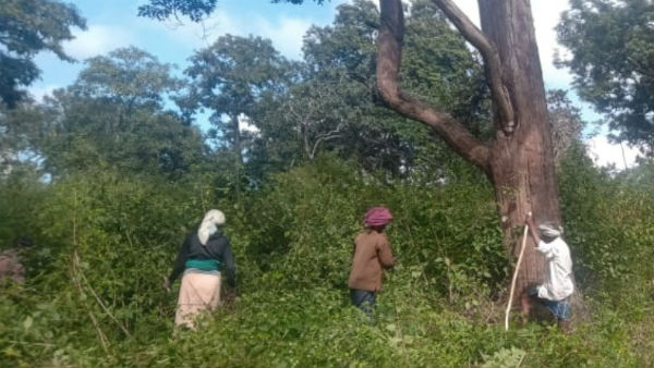 Forest Officers Taking Precautions To Avoid Wildfire In Bandipur