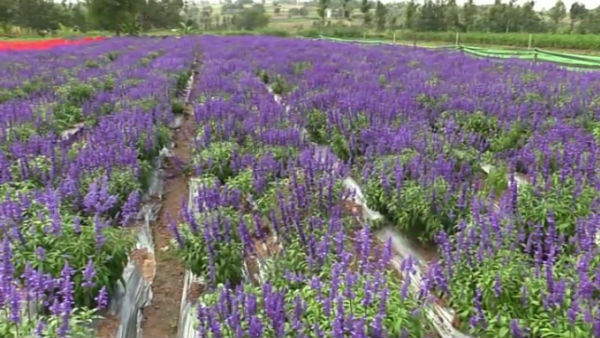  ಕೆ.ಜಿಗೆ 5 ಸಾವಿರ ದರ