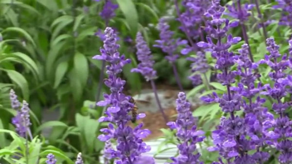  ಪ್ರವಾಸಿಗರಿಗೆ ಸುಂದರ ನೋಟ