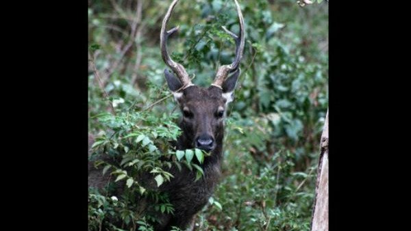 80 KG Elk Meat Found In The Baron Of Tobacco In Piriyapatna 80 KG Elk Meat Found In The Baron Of Tobacco In Piriyapatna