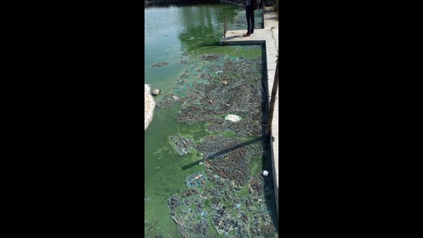 Chemical Mixed To Aradavalli Lake In Chikkamagaluru Causing Serious Problem