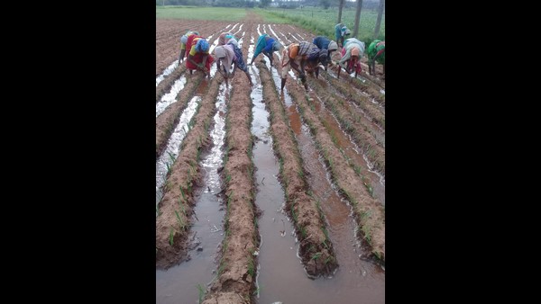 ವಿದೇಶಿ ಈರುಳ್ಳಿಯಲ್ಲಿ ರುಚಿಯಿಲ್ಲ