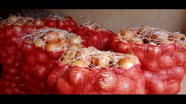  ಪ್ರತಿಯೊಂದು ಈರುಳ್ಳಿ ಸುಮಾರು ಅರ್ಧ ಕೆ.ಜಿ