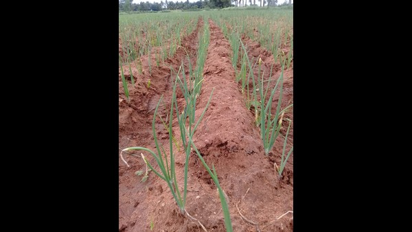 ಮಾರಾಟ ಮಾಡಲು ಹಿಂದೇಟು