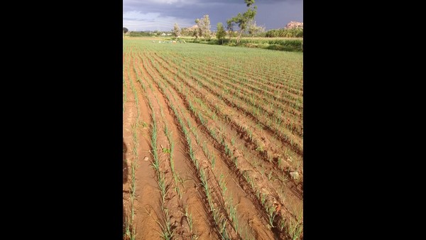 ಬಲಿಯದ ಈರುಳ್ಳಿ ಮಾರಾಟ