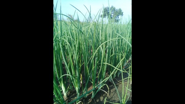 ಶೇ 95ರಷ್ಟು ಬೆಳೆ ನಾಶ